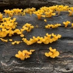 Unidentified Fungus at Bundanoon - 30 Mar 2020 by BLSHTwo