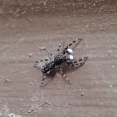 Salticidae (family) (Unidentified Jumping spider) at Cook, ACT - 31 Mar 2020 by CathB