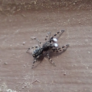 Salticidae (family) at Cook, ACT - 1 Apr 2020 09:43 AM