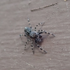 Salticidae (family) at Cook, ACT - 1 Apr 2020