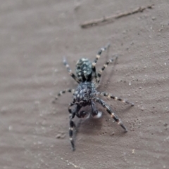 Salticidae (family) at Cook, ACT - 1 Apr 2020 09:43 AM