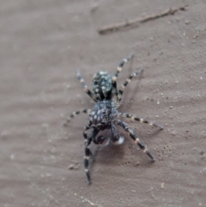 Salticidae (family) at Cook, ACT - 1 Apr 2020