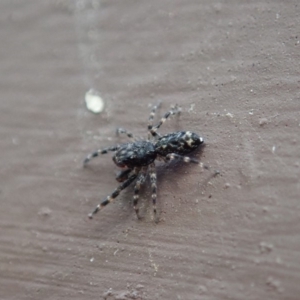 Salticidae (family) at Cook, ACT - 1 Apr 2020