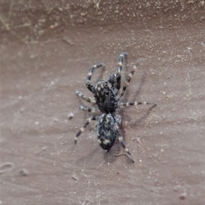 Salticidae (family) at Cook, ACT - 1 Apr 2020 09:43 AM