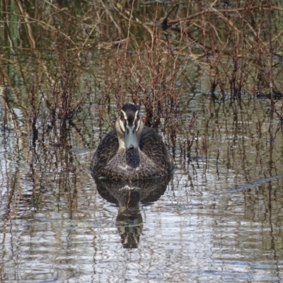 Anas superciliosa (Pacific Black Duck) at O'Malley, ACT - 1 Apr 2020 by Mike