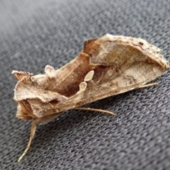 Chrysodeixis eriosoma at Cook, ACT - 1 Apr 2020