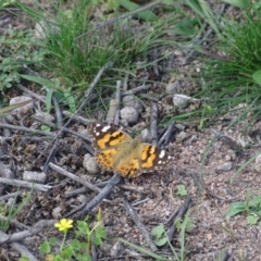 Vanessa kershawi (Australian Painted Lady) at Garran, ACT - 1 Apr 2020 by Mike