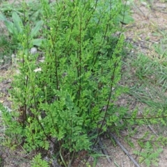 Cheilanthes sieberi (Rock Fern) at Garran, ACT - 1 Apr 2020 by Mike