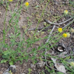 Calotis lappulacea at Symonston, ACT - 1 Apr 2020