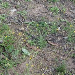 Calotis lappulacea at Symonston, ACT - 1 Apr 2020