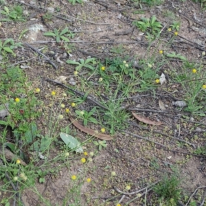 Calotis lappulacea at Symonston, ACT - 1 Apr 2020