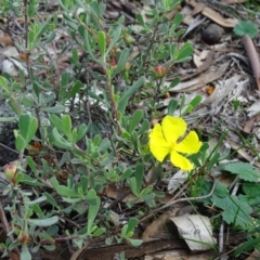 Hibbertia obtusifolia (Grey Guinea-flower) at Garran, ACT - 1 Apr 2020 by Mike