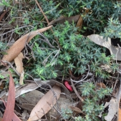 Astroloma humifusum (Cranberry Heath) at Garran, ACT - 1 Apr 2020 by Mike