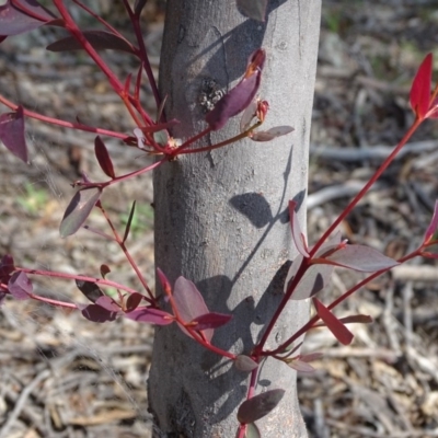 Eucalyptus sp. (A Gum Tree) at Garran, ACT - 1 Apr 2020 by Mike