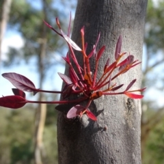 Eucalyptus sp. at Garran, ACT - 1 Apr 2020 03:01 PM