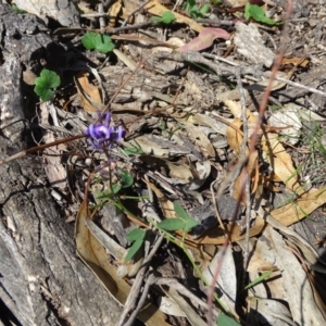 Glycine tabacina at Symonston, ACT - 1 Apr 2020 03:10 PM