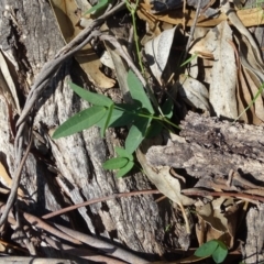 Glycine tabacina at Symonston, ACT - 1 Apr 2020