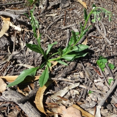 Hackelia suaveolens (Sweet Hounds Tongue) at Symonston, ACT - 1 Apr 2020 by Mike