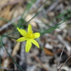 Tricoryne elatior (Yellow Rush Lily) at Symonston, ACT - 1 Apr 2020 by Mike