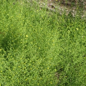 Dittrichia graveolens at Jerrabomberra, ACT - 1 Apr 2020