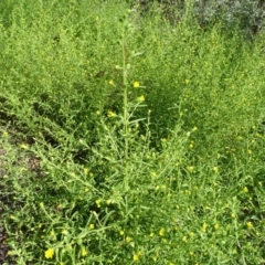 Dittrichia graveolens at Jerrabomberra, ACT - 1 Apr 2020