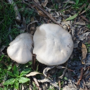 Agaricus sp. at Jerrabomberra, ACT - 1 Apr 2020