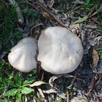 Agaricus sp. (Agaricus) at Jerrabomberra, ACT - 1 Apr 2020 by Mike