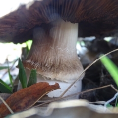 Agaricus sp. at Jerrabomberra, ACT - 1 Apr 2020 03:51 PM