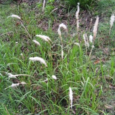 Imperata cylindrica (Blady Grass) at Woodstock, NSW - 27 Mar 2020 by Evelynm