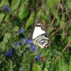 Belenois java (Caper White) at Jerrabomberra, ACT - 1 Apr 2020 by Mike