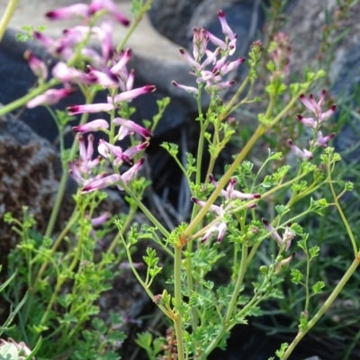 Fumaria sp. (Fumitory) at Jerrabomberra, ACT - 1 Apr 2020 by Mike