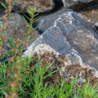 Haloragis heterophylla (Variable Raspwort) at Jerrabomberra, ACT - 1 Apr 2020 by Mike