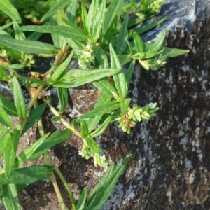 Persicaria prostrata at Jerrabomberra, ACT - 1 Apr 2020