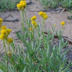 Chrysocephalum apiculatum at O'Malley, ACT - 1 Apr 2020