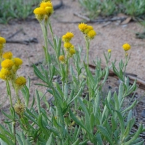 Chrysocephalum apiculatum at O'Malley, ACT - 1 Apr 2020