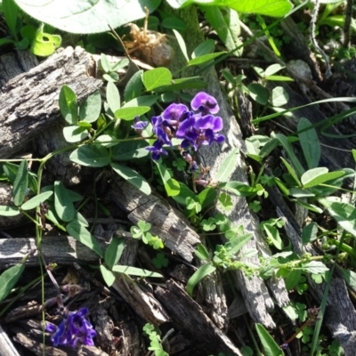 Glycine tabacina (Variable Glycine) at O'Malley, ACT - 1 Apr 2020 by Mike