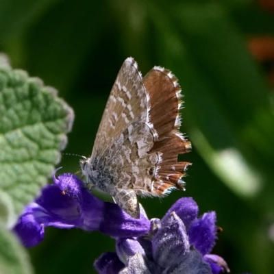 Theclinesthes serpentata (Saltbush Blue) at Page, ACT - 1 Apr 2020 by DonTaylor