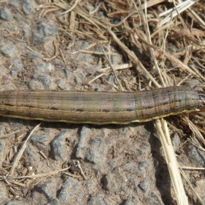 Mythimna (Pseudaletia) convecta (Common Armyworm) at Umbagong District Park - 1 Apr 2020 by Christine