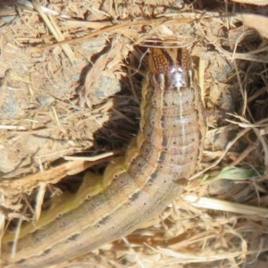 Mythimna (Pseudaletia) convecta at Latham, ACT - 1 Apr 2020