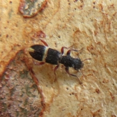 Lemidia accincta (Clerid beetle) at Latham, ACT - 1 Apr 2020 by Christine