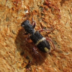 Lemidia accincta at Latham, ACT - 1 Apr 2020