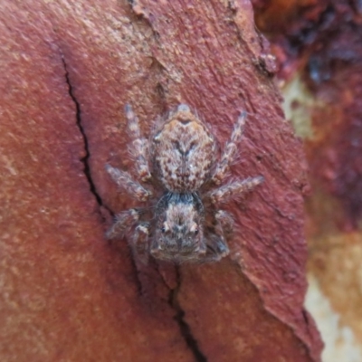 Servaea incana (Hoary Servaea) at Umbagong District Park - 1 Apr 2020 by Christine