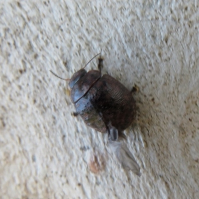 Trachymela sp. (genus) (Brown button beetle) at Umbagong District Park - 1 Apr 2020 by Christine