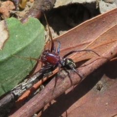 Habronestes sp. (genus) (An ant-eating spider) at Umbagong District Park - 1 Apr 2020 by Christine