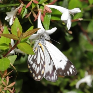 Belenois java at Evatt, ACT - 1 Apr 2020