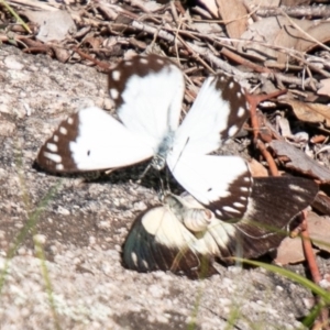 Belenois java at Tuggeranong DC, ACT - 1 Apr 2020 02:53 PM