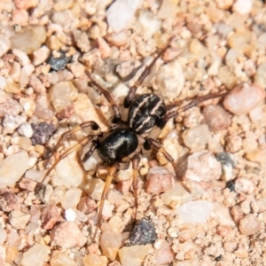 Zodariidae (family) at Chapman, ACT - 1 Apr 2020 02:03 PM