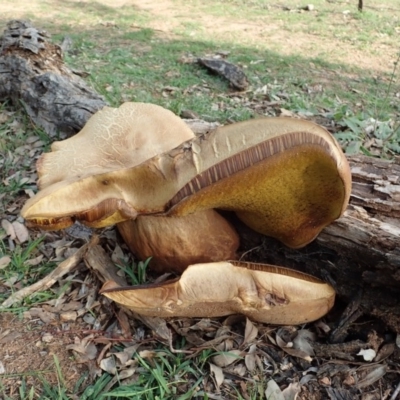 Phlebopus marginatus (Giant Bolete) at Dunlop, ACT - 1 Apr 2020 by CathB