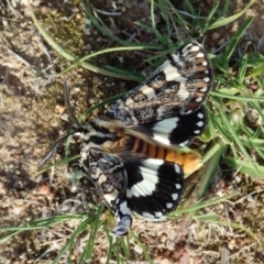 Apina callisto (Pasture Day Moth) at Dunlop, ACT - 1 Apr 2020 by CathB