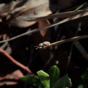 Curculionidae (family) at Aranda, ACT - 31 Mar 2020